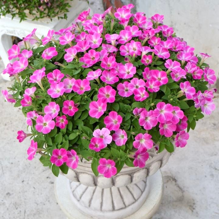 お値打ち♪直径約45cm超☆1点物見本鉢★サフィニア・アート「小梅ちゃん」〈単独梱包〉