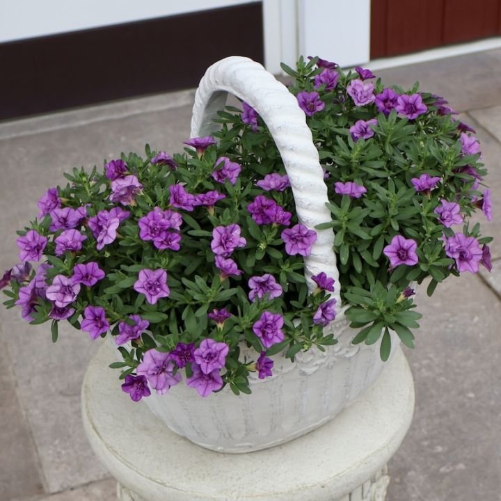 お値打ち☆1点物見本鉢★サントリーさんのカリブラコア・ハンディ「こんもりブルー」