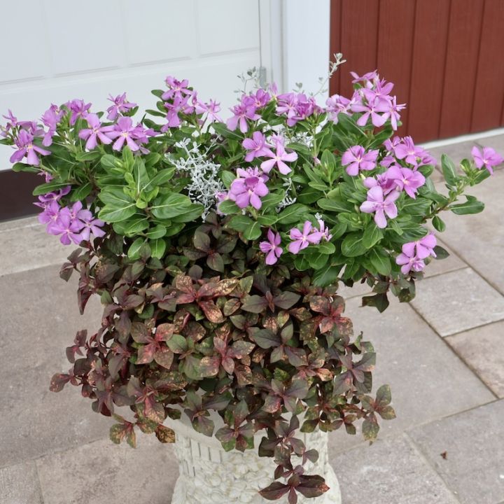 お値打ち☆1点物寄せ植え見本鉢★サントリーさんの八重咲きニチニチソウ・サニープリンセス「ブルー」