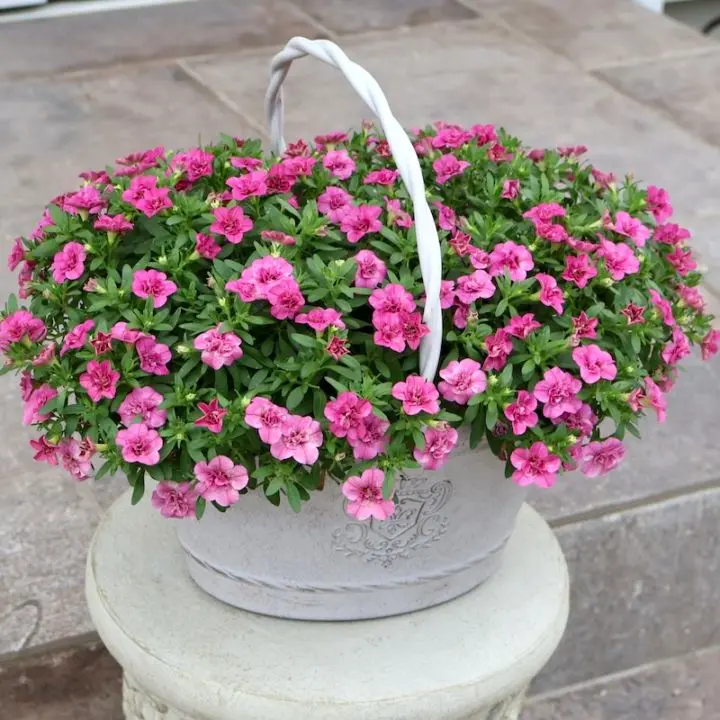 お値打ち☆1点物・樹脂バスケットの見本鉢★サントリーさんのカリブラコア・ハンディ「こんもりピンク」