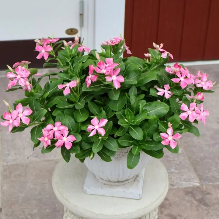 お買得☆1点物見本鉢★北島園芸さんのビンカ「ピンクストライプ」