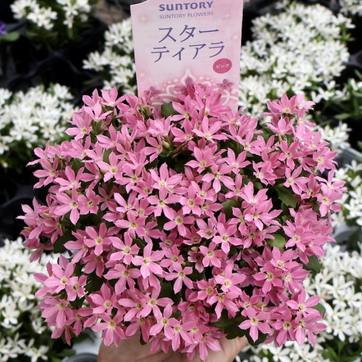 2025年NEW☆サントリーさんの星型スカエボラ☆スターティアラ「ピンク」(3.5号ポット)
