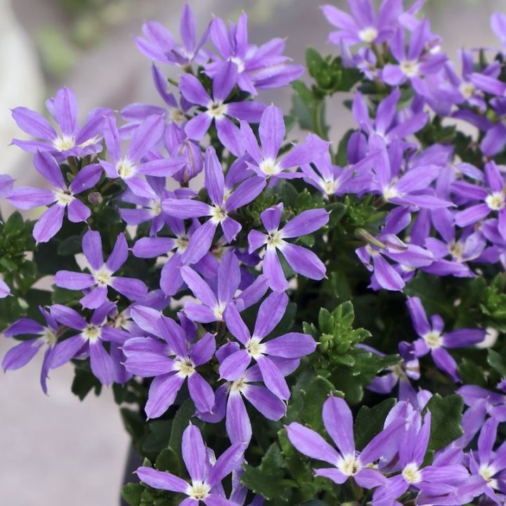 2025年NEW☆サントリーさんの星型スカエボラ☆スターティアラ「ブルー」(3.5号ポット)