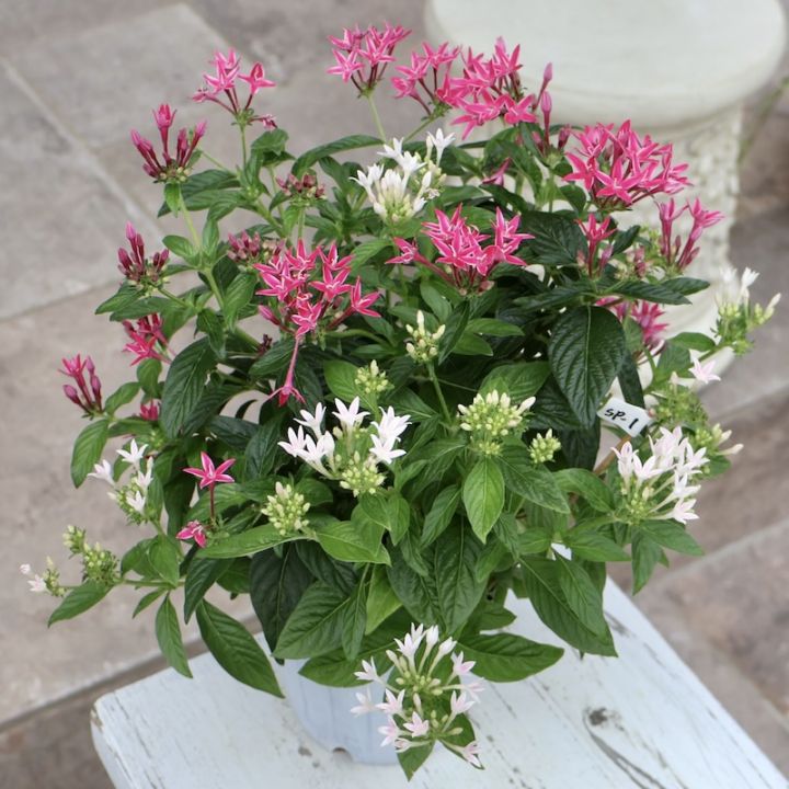 画像の現品1株限り!! 2色咲き♪ペンタス・グラフィティ「SP1」(3.5号ポット)