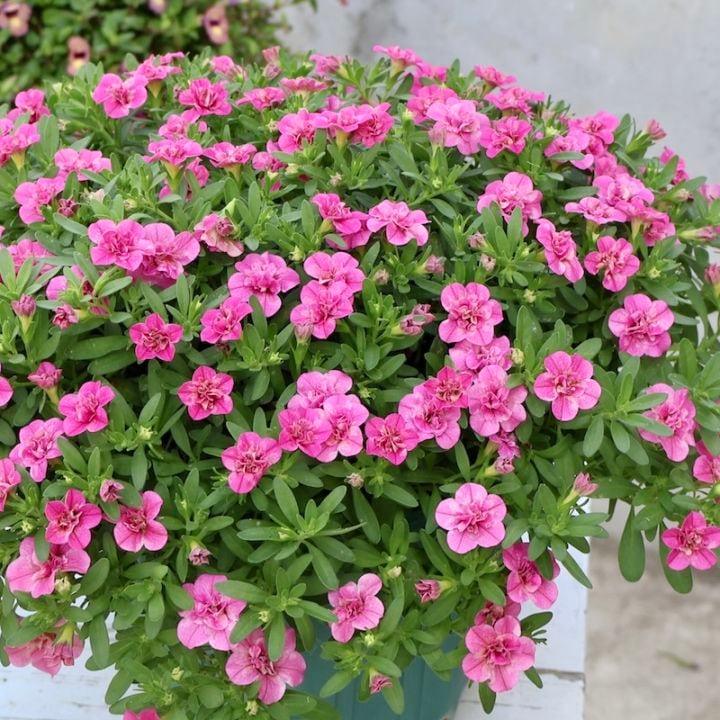 コンロンカピンク　苗 桃色コンロンカの種苗