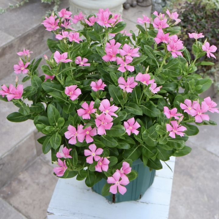 画像の現品☆直径約39㎝☆八重咲きニチニチソウ☆サニープリンセス「ピンク」6号スリット鉢仕立て