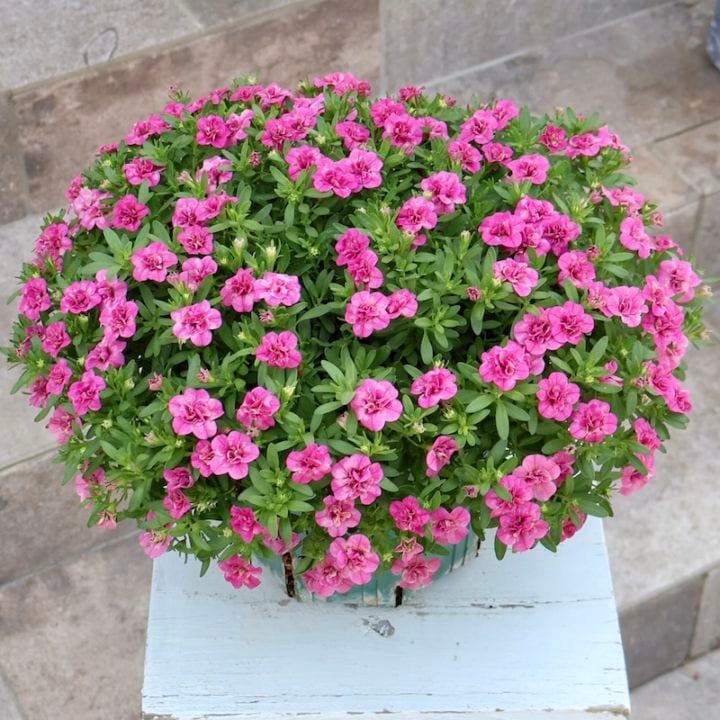 第2弾!! 画像の現品☆直径約35㎝☆ミリオンベル・ハンディ「こんもりピンク」6号スリット鉢仕立て