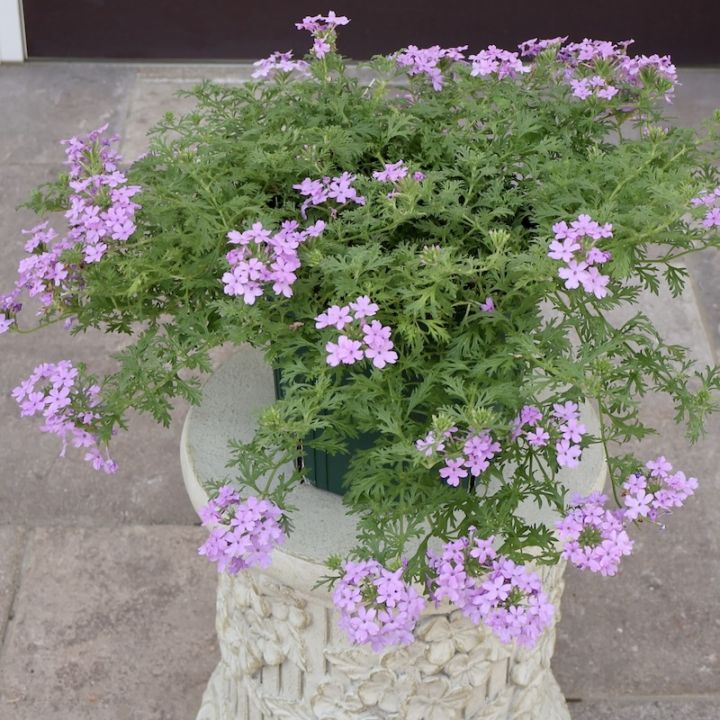 画像の現品1点限り☆直径約45cm☆バーベナ・タピアン「ラベンダー」6号スリット鉢仕立て