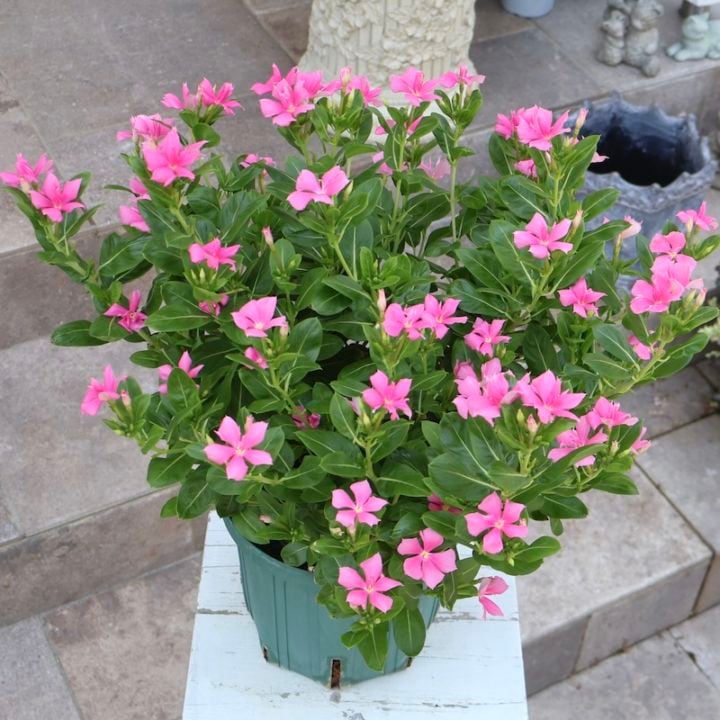 第2弾!! 画像の現品☆直径約42㎝☆八重咲きニチニチソウ☆サニープリンセス「ピンク」6号スリット鉢仕立て