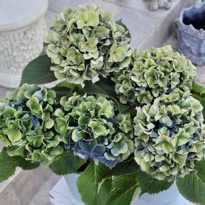 植栽用アジサイ12鉢セット　ハイドランジア　来年用 母の日 あじさい 鉢植え ギフト ハイドランジア アンジェリーク