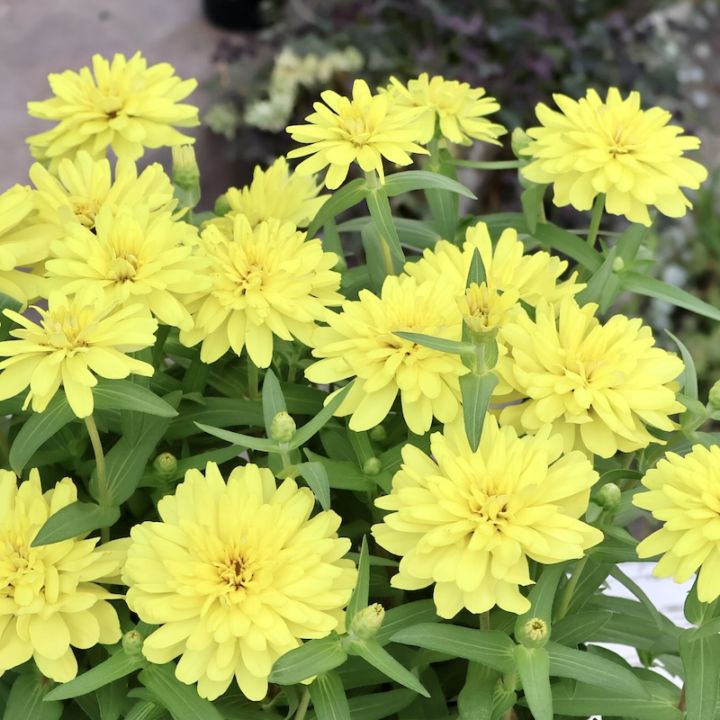 ナチュラルで綺麗な超良株♪ジニア・ダブルザハラ「イエロー」