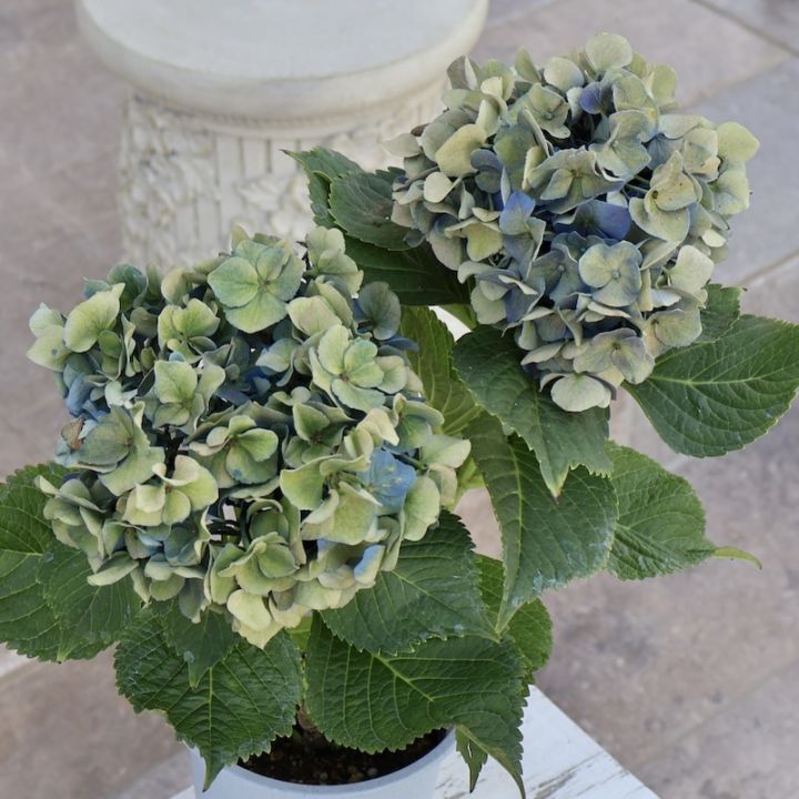 ☆ハイドランジア☆アジサイ☆8号鉢☆希少☆ 送料無料】紫陽花 ハイドランジア フレンチボレロ 8号鉢 | 鉢花