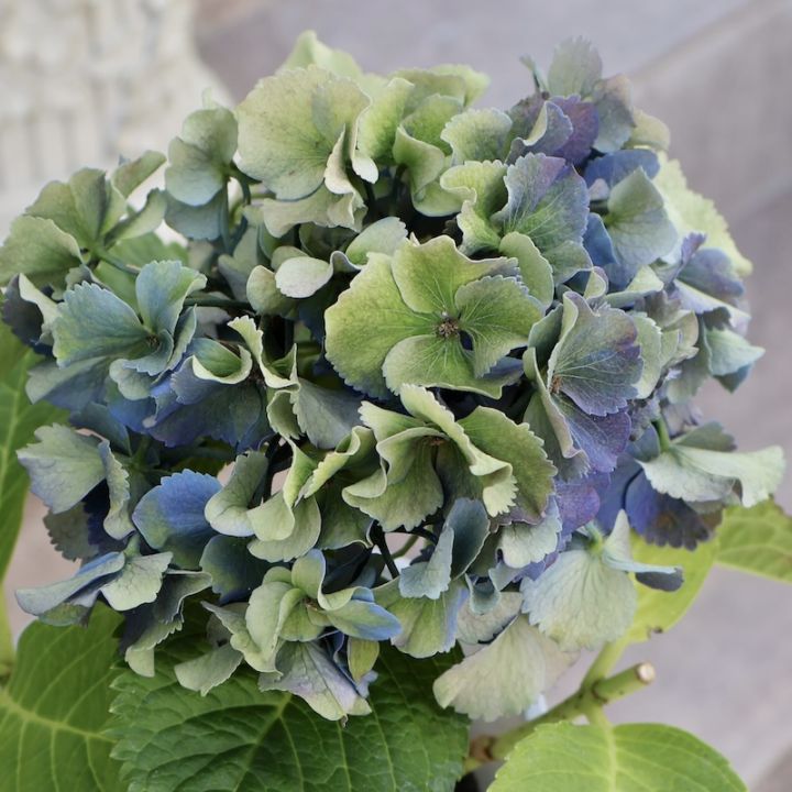 植栽用アジサイ6鉢セット　ハイドランジア　来年用 秋色アジサイ グリーンファイヤー 6号鉢 ハイドランジア