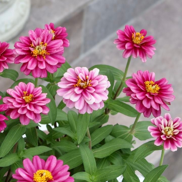 ジニア バイカラー ピンク×ホワイト 【抜き苗】いちごミルクみたいに可愛いお花 ジニア バイカラー ピンク×ホワイト 【抜き苗】いちごミルク