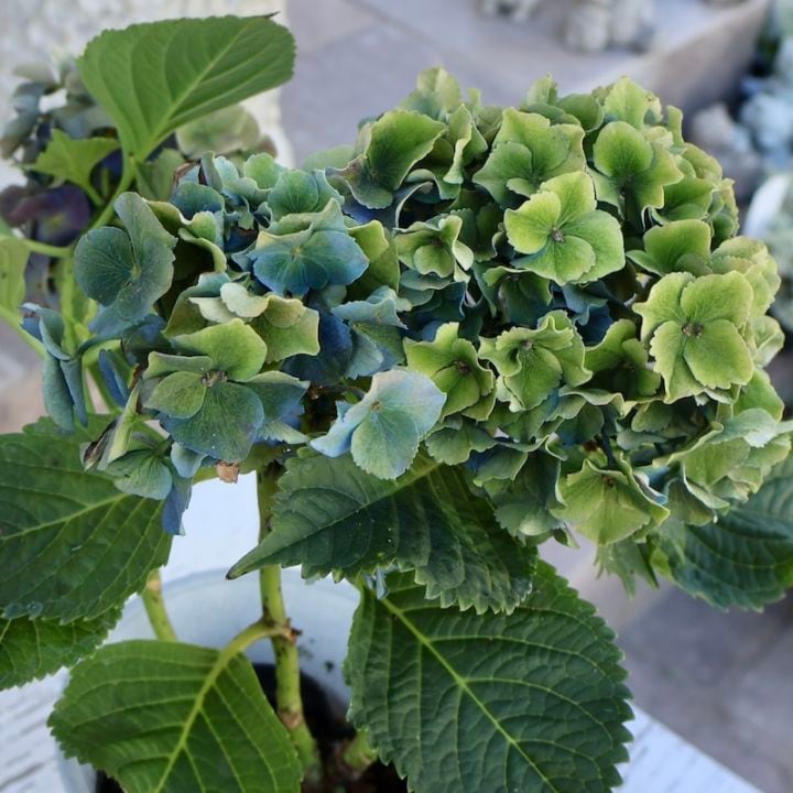 画像の現品☆ハイドランジア☆秋色アジサイ(8)【4号鉢】