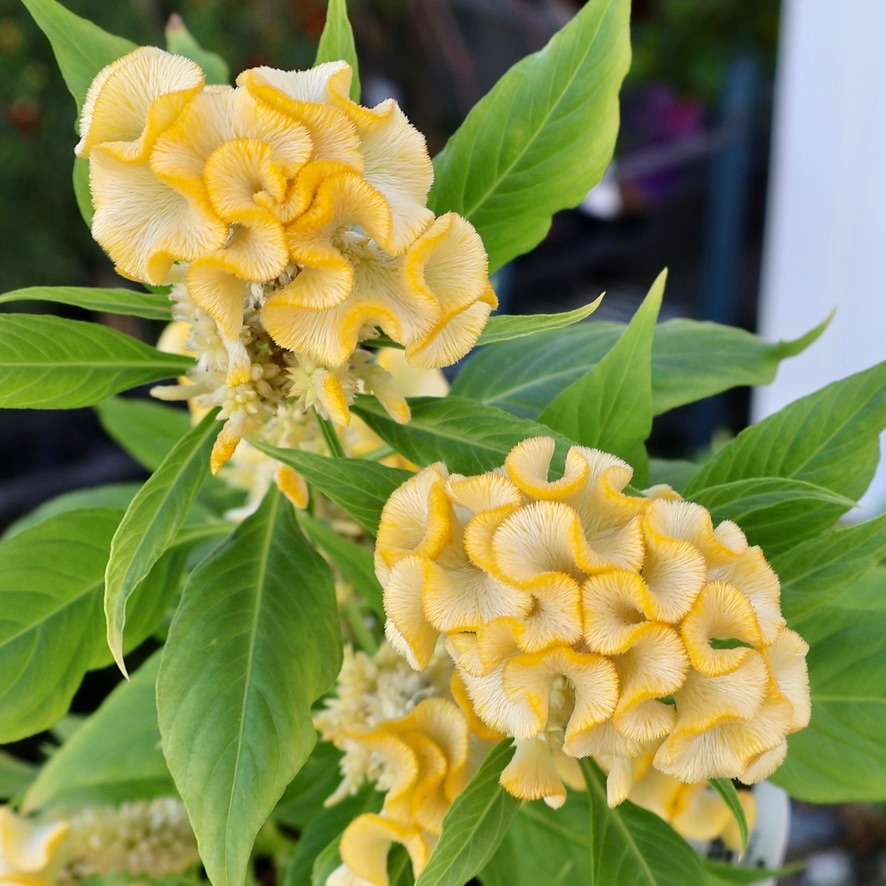 新入荷商品の植物｜リアルタイムの在庫｜ネット通販ショップ～風散歩～