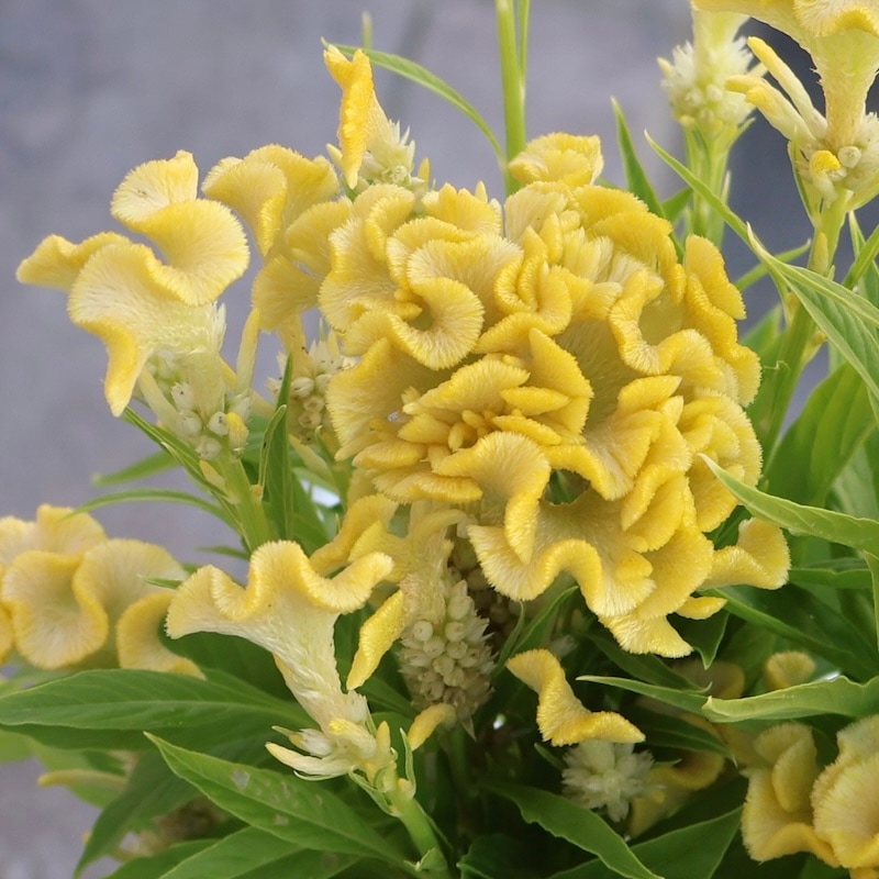 画像の現品限り☆セロシア・ホットトピック「イエロー3」byハクサンコレクション