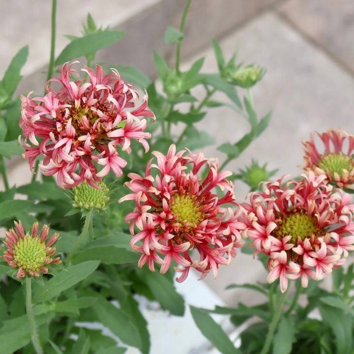 暑さ・寒さに強い多年草☆ガイラルディア・フルーティ「ラズベリー」(3号ロングポット)