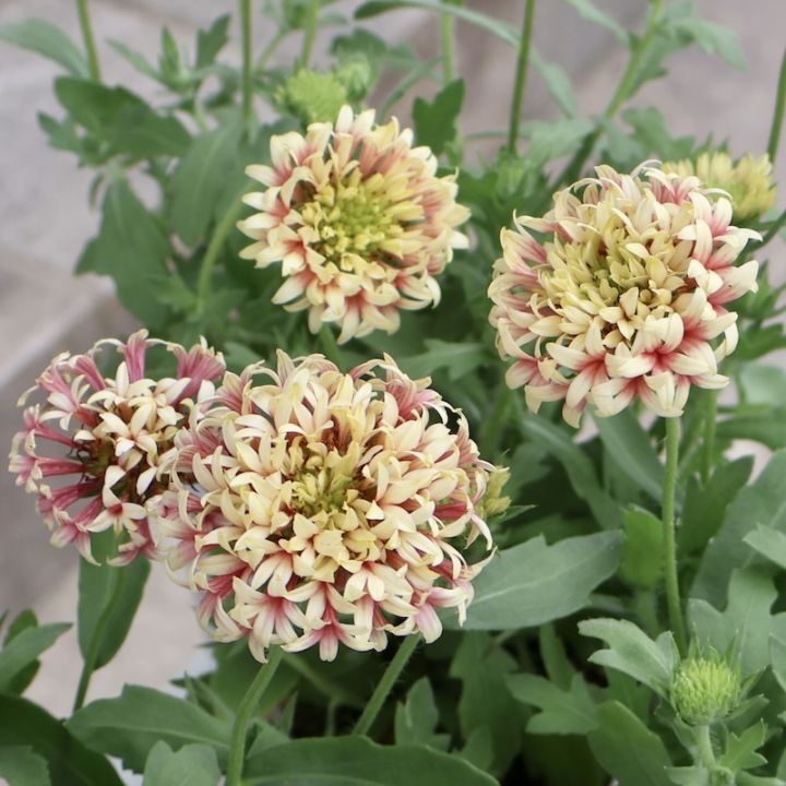 大苗❤️美苗✨ピンクオパリナ錦✨ 大苗❤️美苗✨ピンクオパリナ錦✨