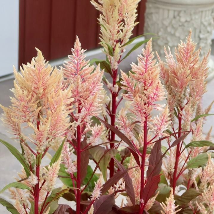 画像で色を選べる☆宮崎の大牟田さん育種&生産☆ケイトウ「コリー」ベージュ系