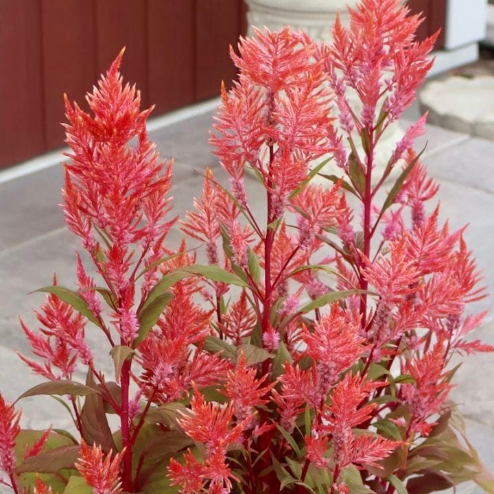 画像で色を選べる☆宮崎の大牟田さん育種&生産☆ケイトウ「コリー」レッド系