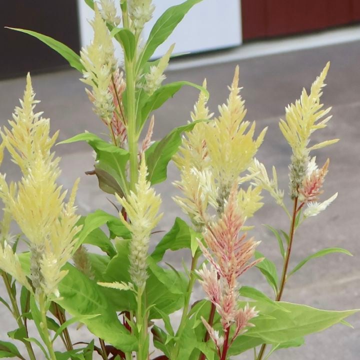 画像で色を選べる☆宮崎の大牟田さん育種&生産☆ケイトウ「コリー」キメラ系1番