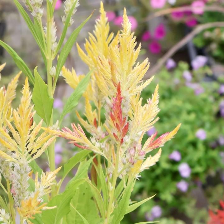 画像で色を選べる☆宮崎の大牟田さん育種&生産☆ケイトウ「コリー」キメラ系3番