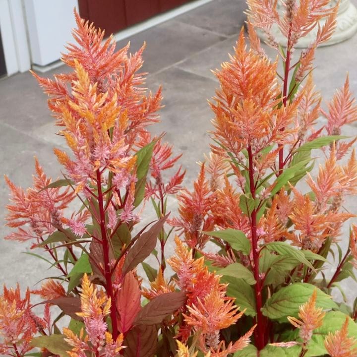 画像で色を選べる☆宮崎の大牟田さん育種&生産☆ケイトウ「コリー」アプリコット系