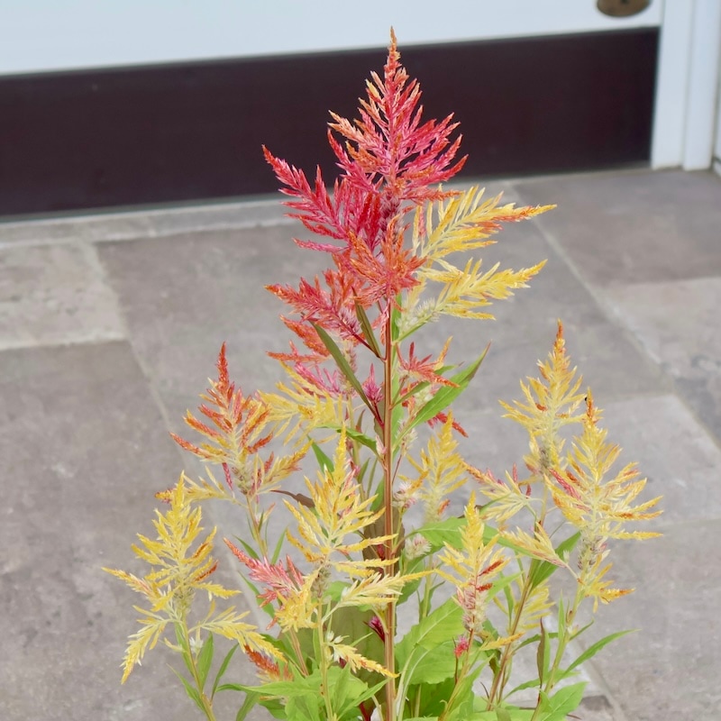 画像の現品☆宮崎の大牟田さん育種&生産☆ケイトウ「コリー」キメラ系4番