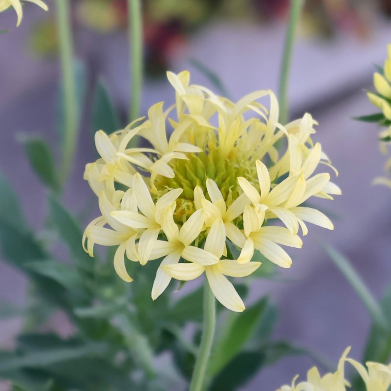 暑さ・寒さに強い多年草☆ガイラルディア・フルーティ「ハニーレモン」(3号ロングポット)