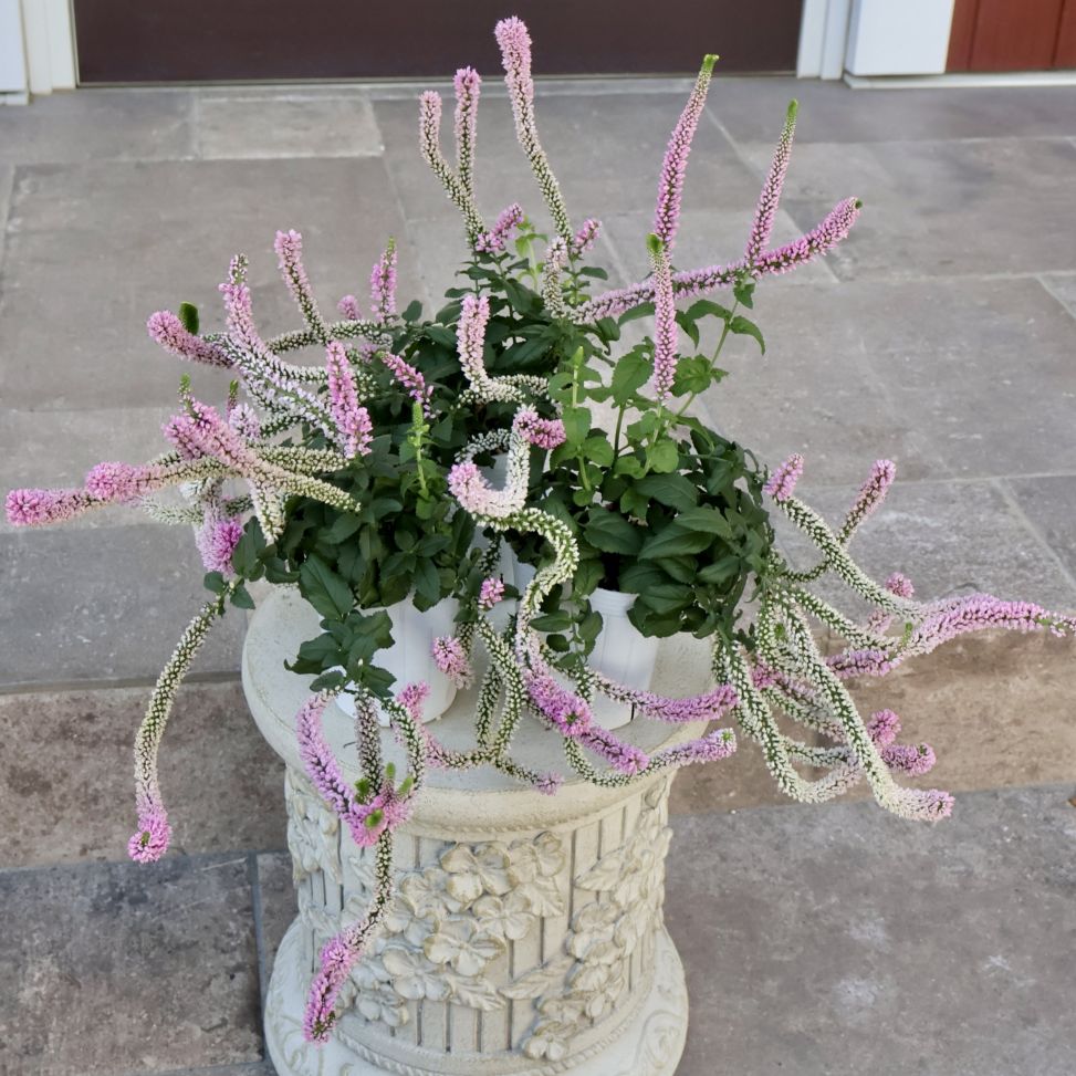 丈夫な上に可愛い☆宿根ベロニカ「ファーストキッス」