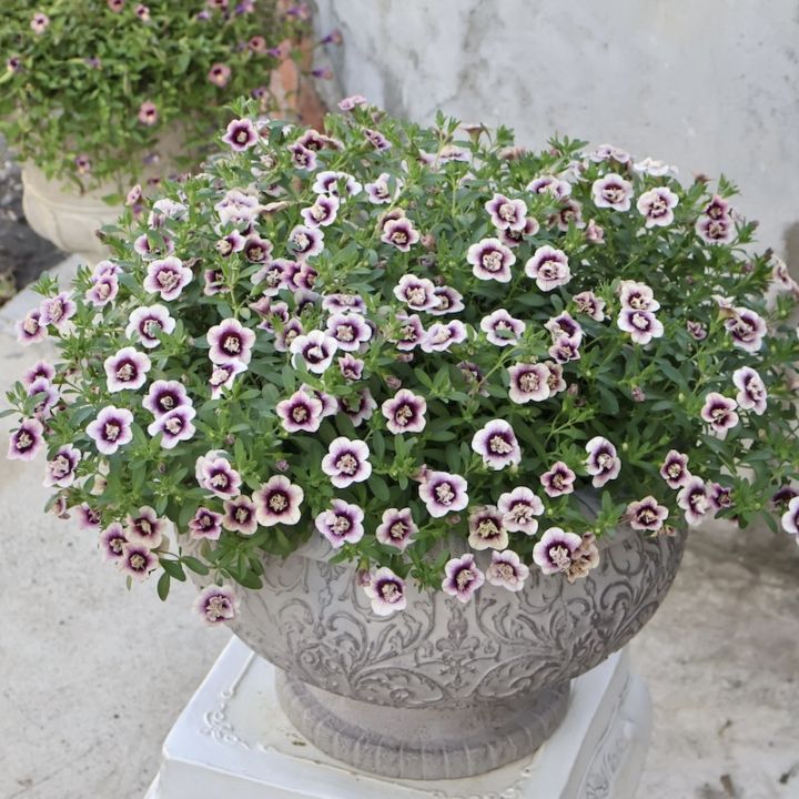 《お値打ち♪》直径約55cm☆1点物★ミリオンベル・プチホイップ「ラムレーズン」