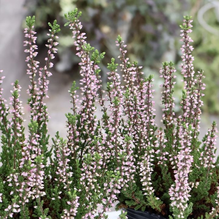 現品画像で色を選べる!! カルーナ・ガーデンガールズ〔25-04〕