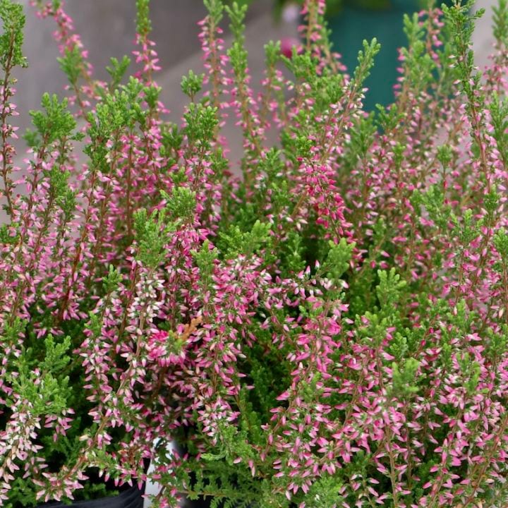 現品画像で色を選べる!! カルーナ・ガーデンガールズ〔25-06〕