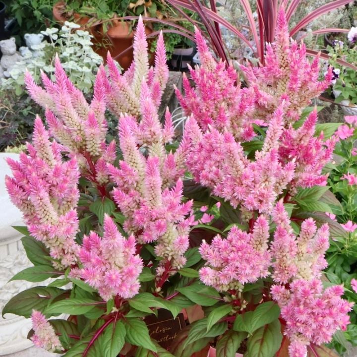 何故こんなにも可愛い!?サトウ園芸さん生産のセロシア・スマートルック「ロマンティカ」