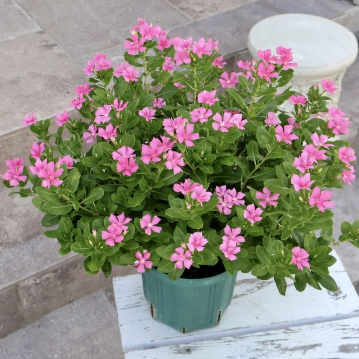 ラスト!! 画像の現品☆直径約45㎝☆八重咲きニチニチソウ☆サニープリンセス「ピンク」6号スリット鉢仕立て