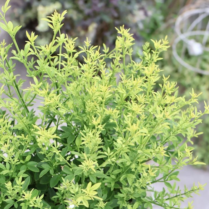 植物（花苗・鉢物）ハ行で選ぶ｜色んな花を育てる｜ネット通販