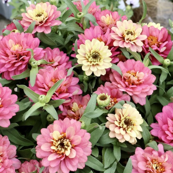 新作☆今秋発売のジニア♪《琥珀色に変化する》ジュニアンス・ダブル「ピーチテラコッタ」