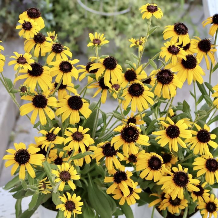 剛健でお手入れ要らずの宿根草♪ルドベキア「アメリカンゴールドラッシュ」(3号ロングポット)　