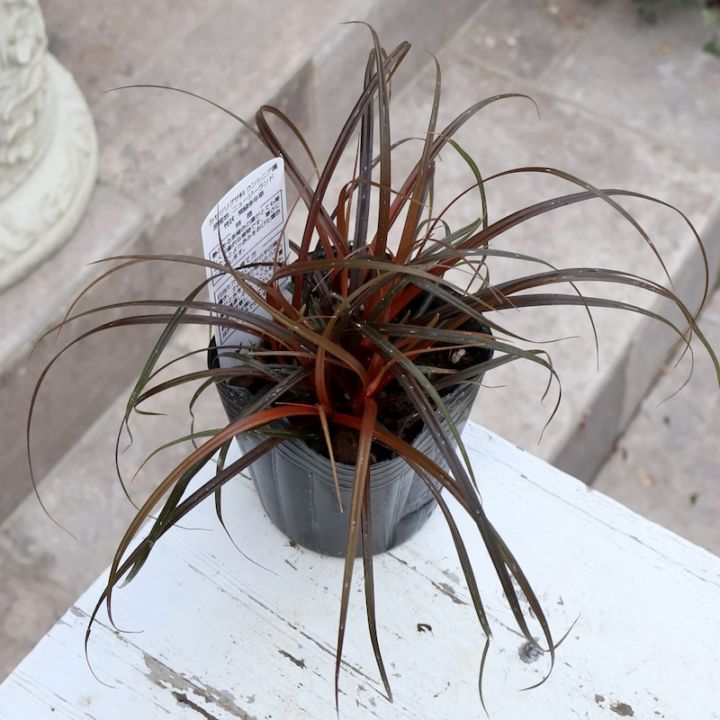 秋を楽しむリーフ♪ウンシニア・ファイアーダンス