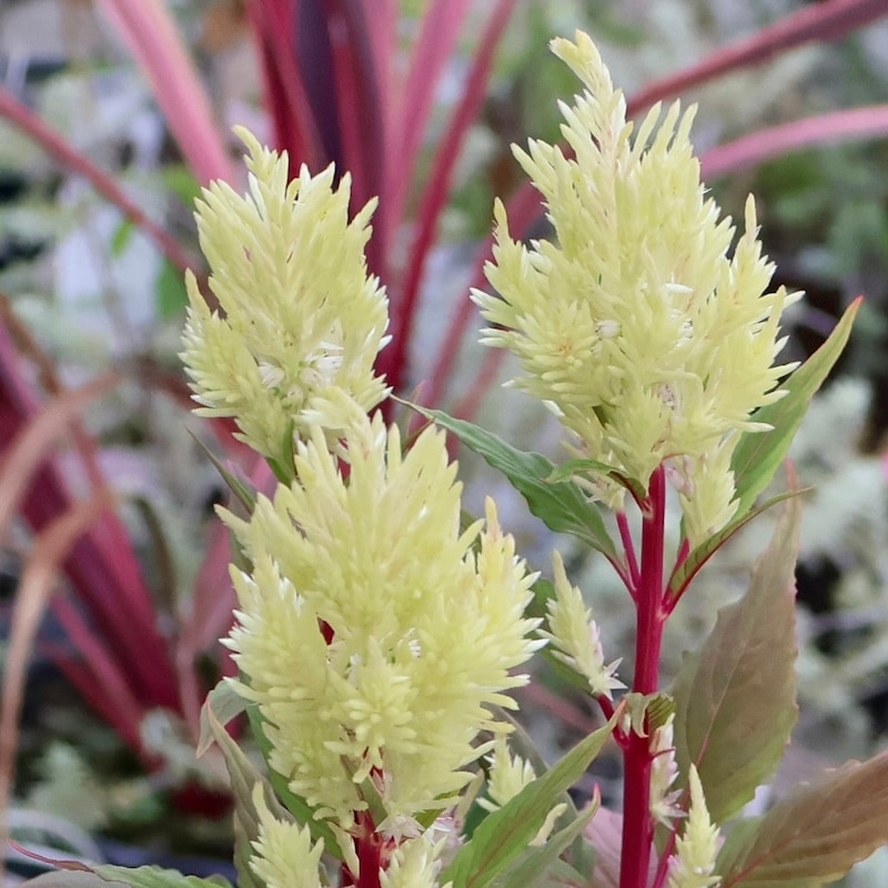 画像の現品1点限り☆宮崎の大牟田さん育種&生産☆ケイトウ「コリー」グリーン系ベージュ