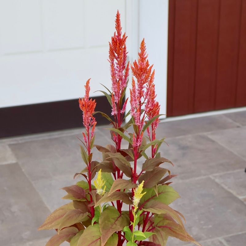 画像の現品1点限り☆宮崎の大牟田さん育種&生産☆ケイトウ「コリー」レッド系オマケSP