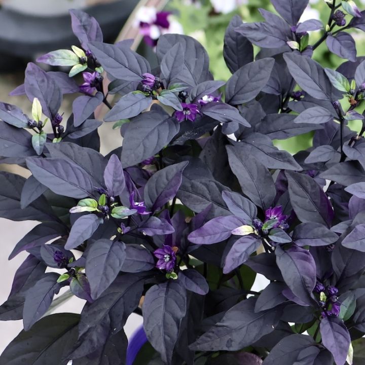 濃いパープル発色苗♪観賞用トウガラシ「パープルフラッシュ」2番