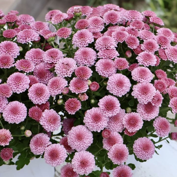 植物（花苗・植物）をピンク系の色から選ぶ｜ネット通販ショップ