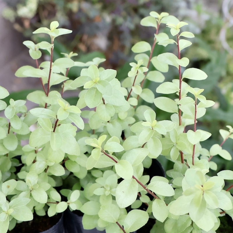 とっても綺麗♪ピットスポルム「シルバーシーン」