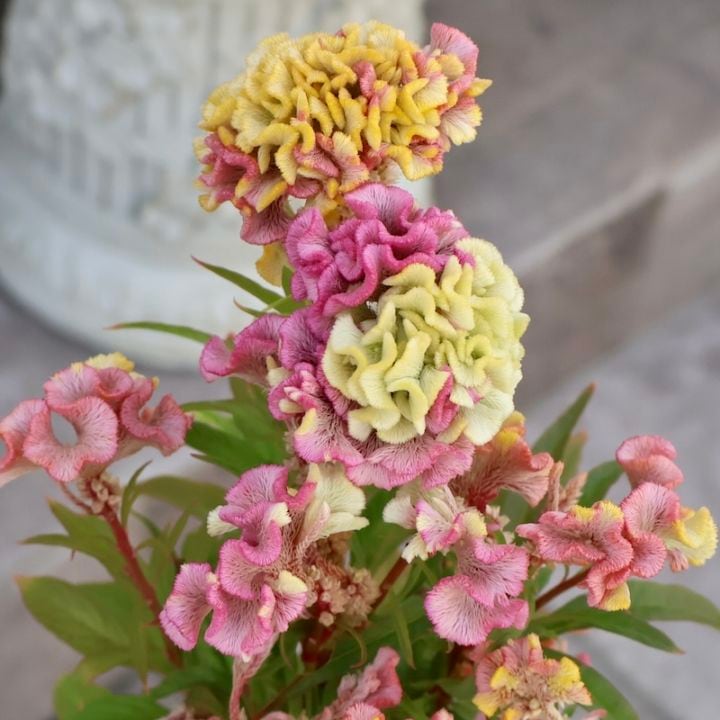 現品1点限り☆セロシア・ホットトピック「リーフ3」byハクサンコレクション