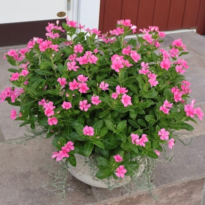 《この大きさは画像では伝わらない!!》直径約70cm☆1点物★八重咲きニチニチソウ・サニープリンセス