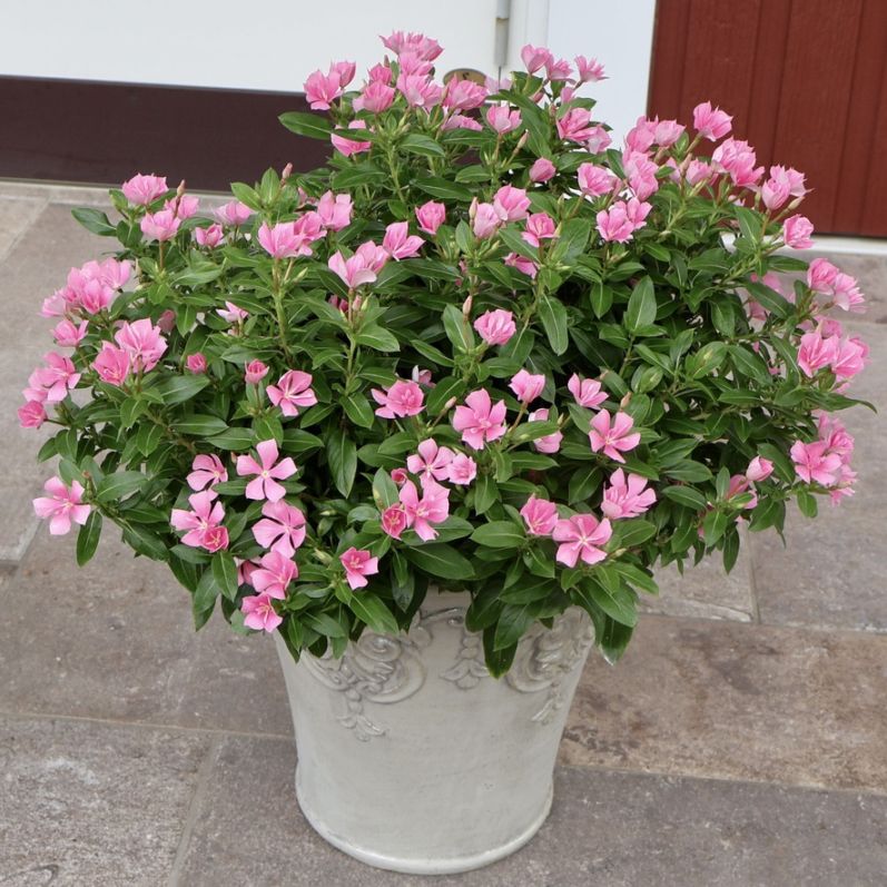 植物（花苗・植物）をアンティーク系の色から選ぶ｜ネット通販ショップ
