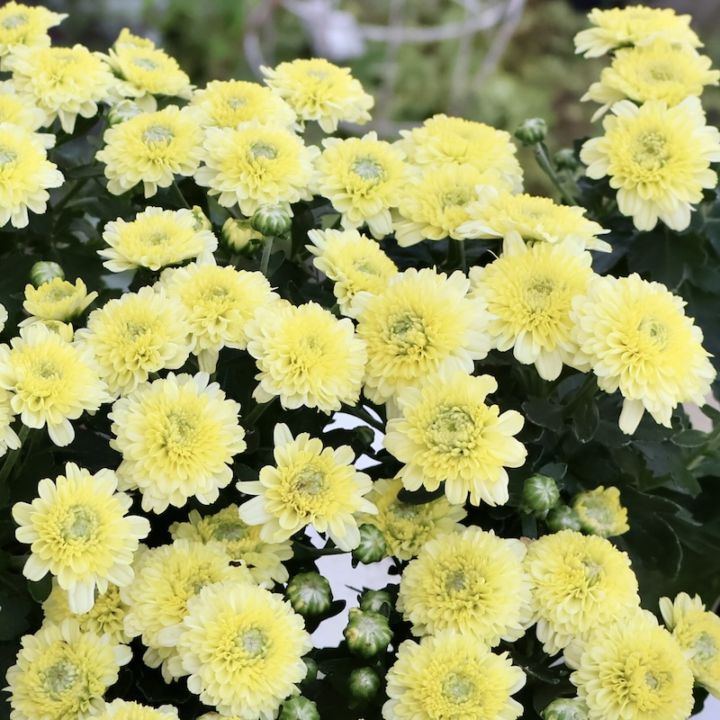 超良株入荷♪クリサンセマム・アラモード「レモン」