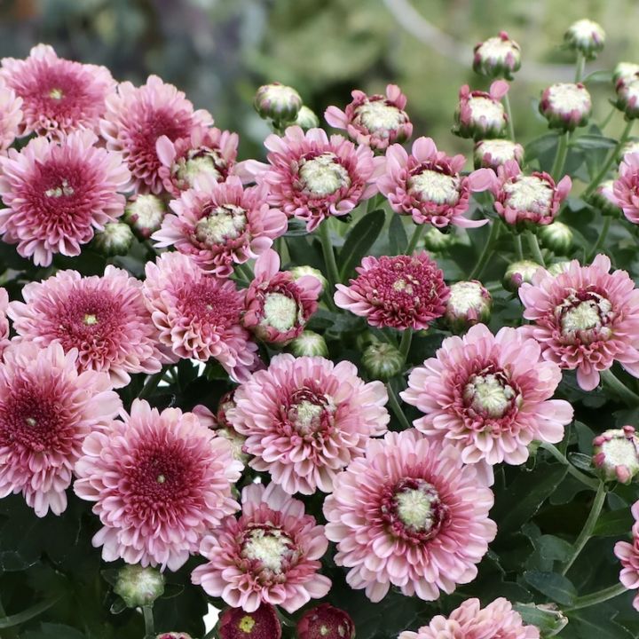 クリサンセマム・アラモード「パープル」(3.5号ポット)